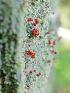 Image of Ravenel's cup lichen