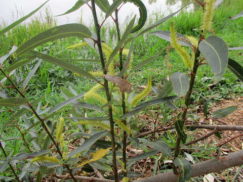 Image of Bonpland willow