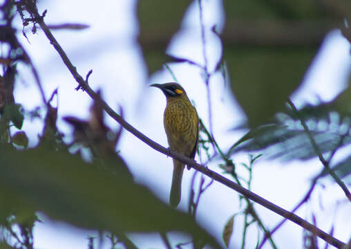 Image of Flame-eared Honeyeater