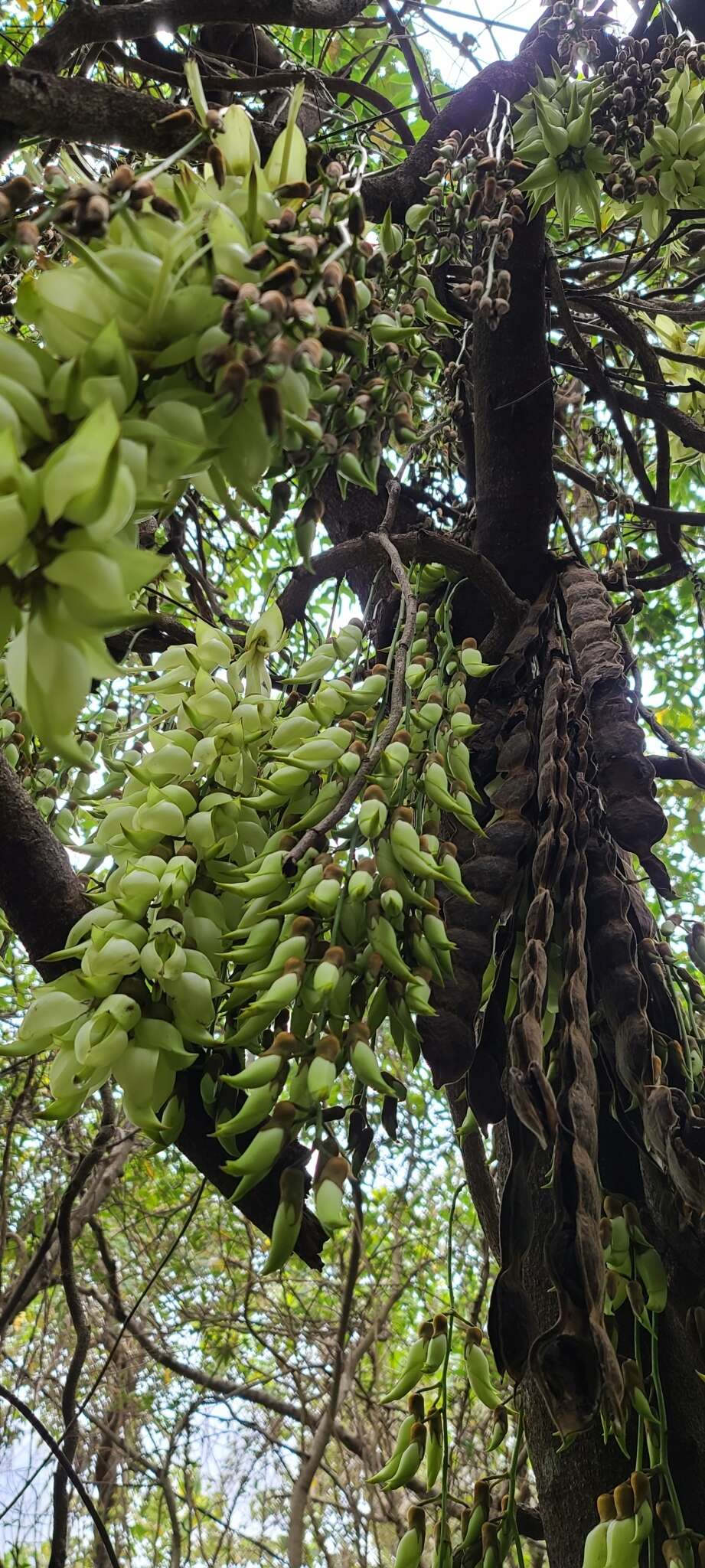 Слика од Mucuna birdwoodiana Tutcher