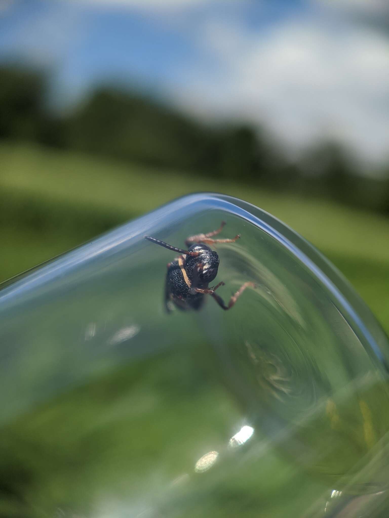 Image of Two-banded Cellophane-cuckoo Bee