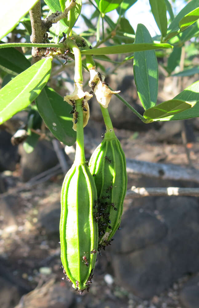 Image of Cucumber-bush