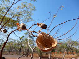 Imagem de Cochlospermum fraseri Planch.