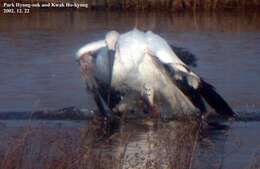 Image of Japanese White Stork