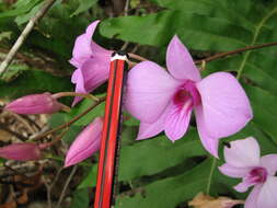 صورة Dendrobium bigibbum Lindl.