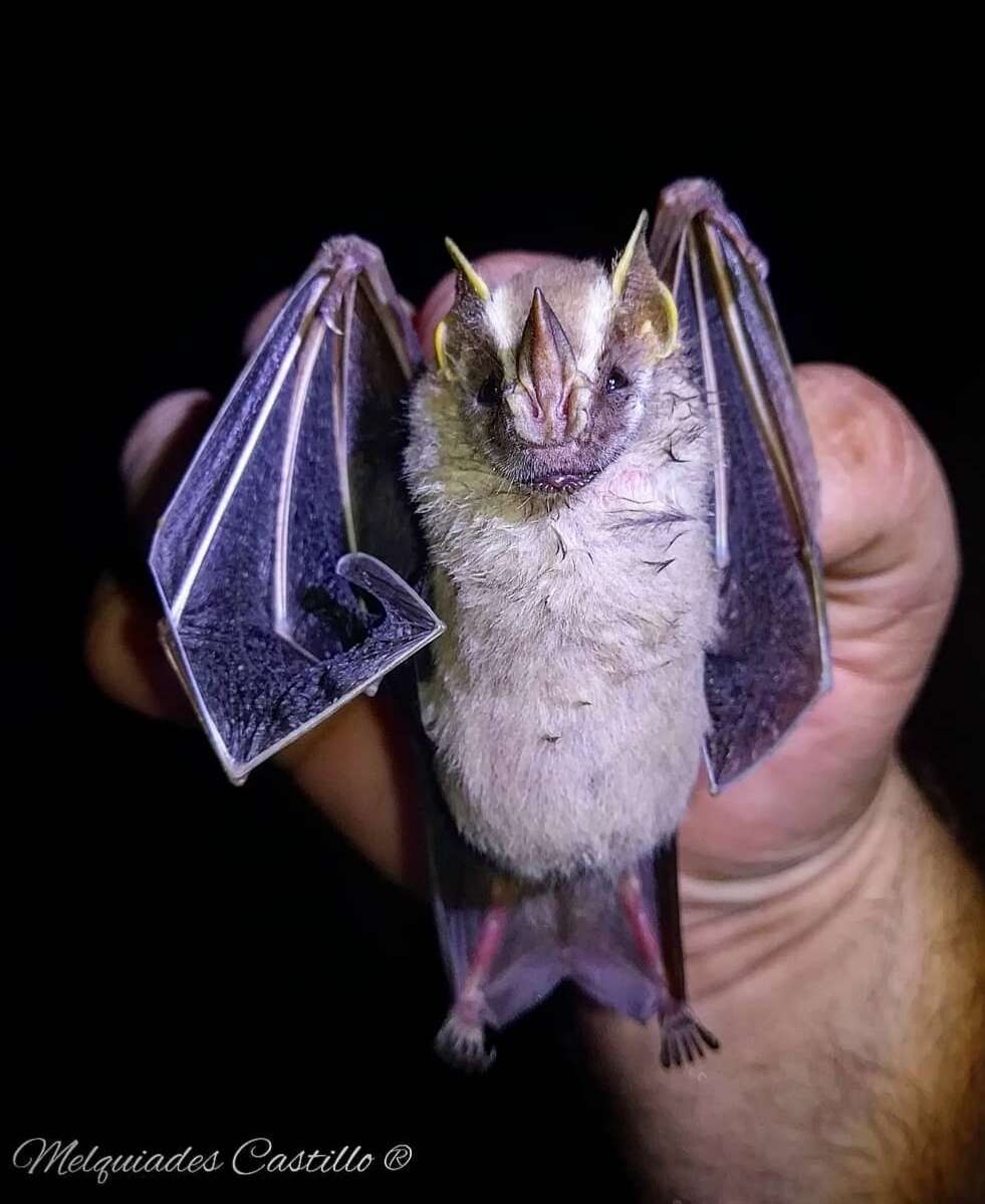 Image of Salvin's Big-eyed Bat