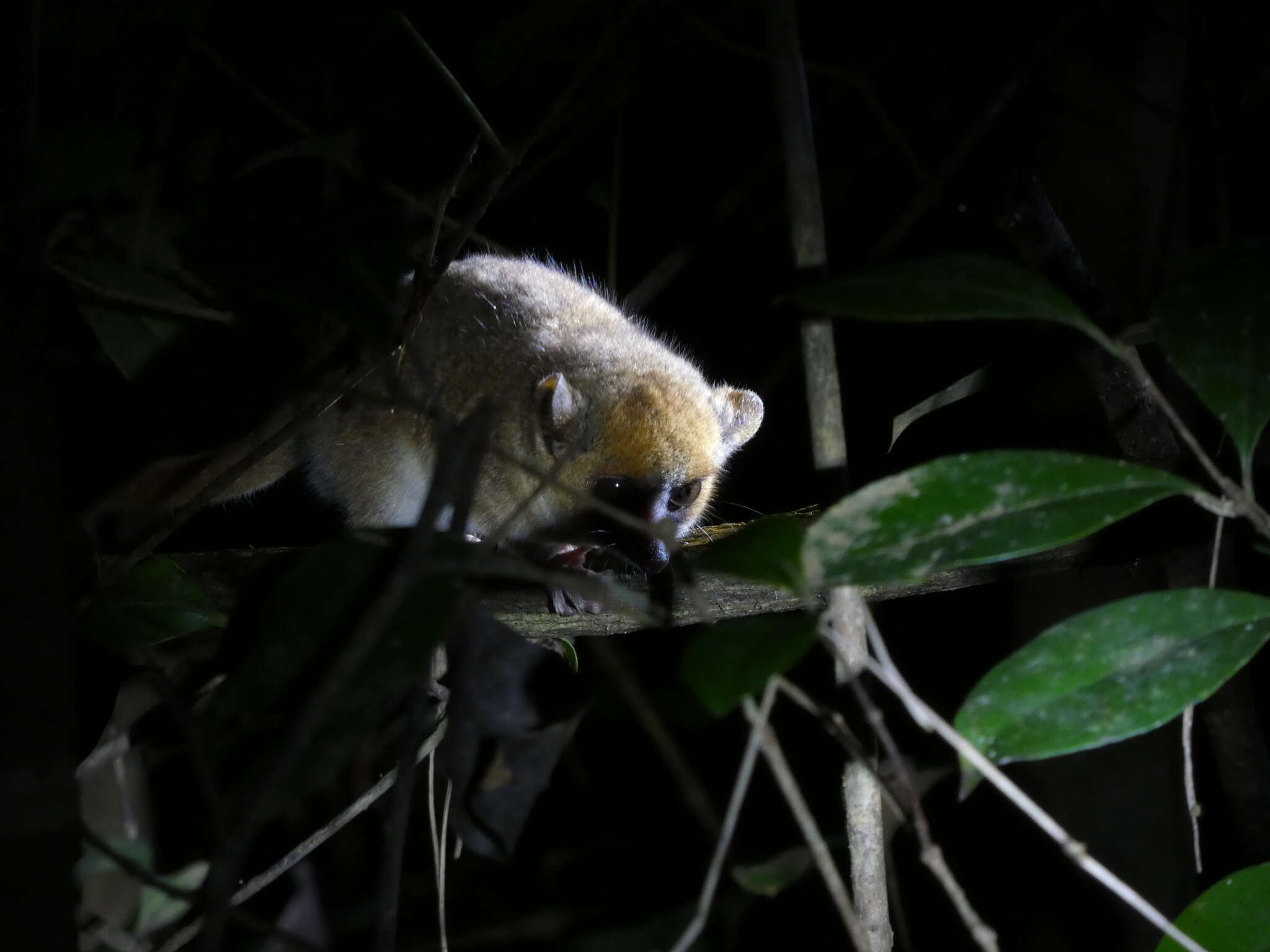 Image of Goodman's Mouse Lemur