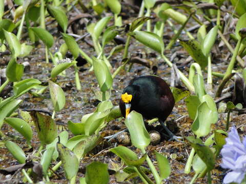 Image of <i>Jacana <i>spinosa</i></i> spinosa