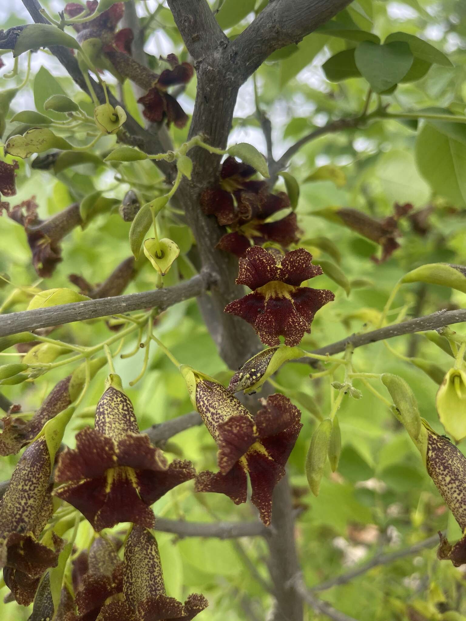 Image of Bean-tree