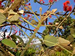 Слика од Erythrina latissima E. Mey.