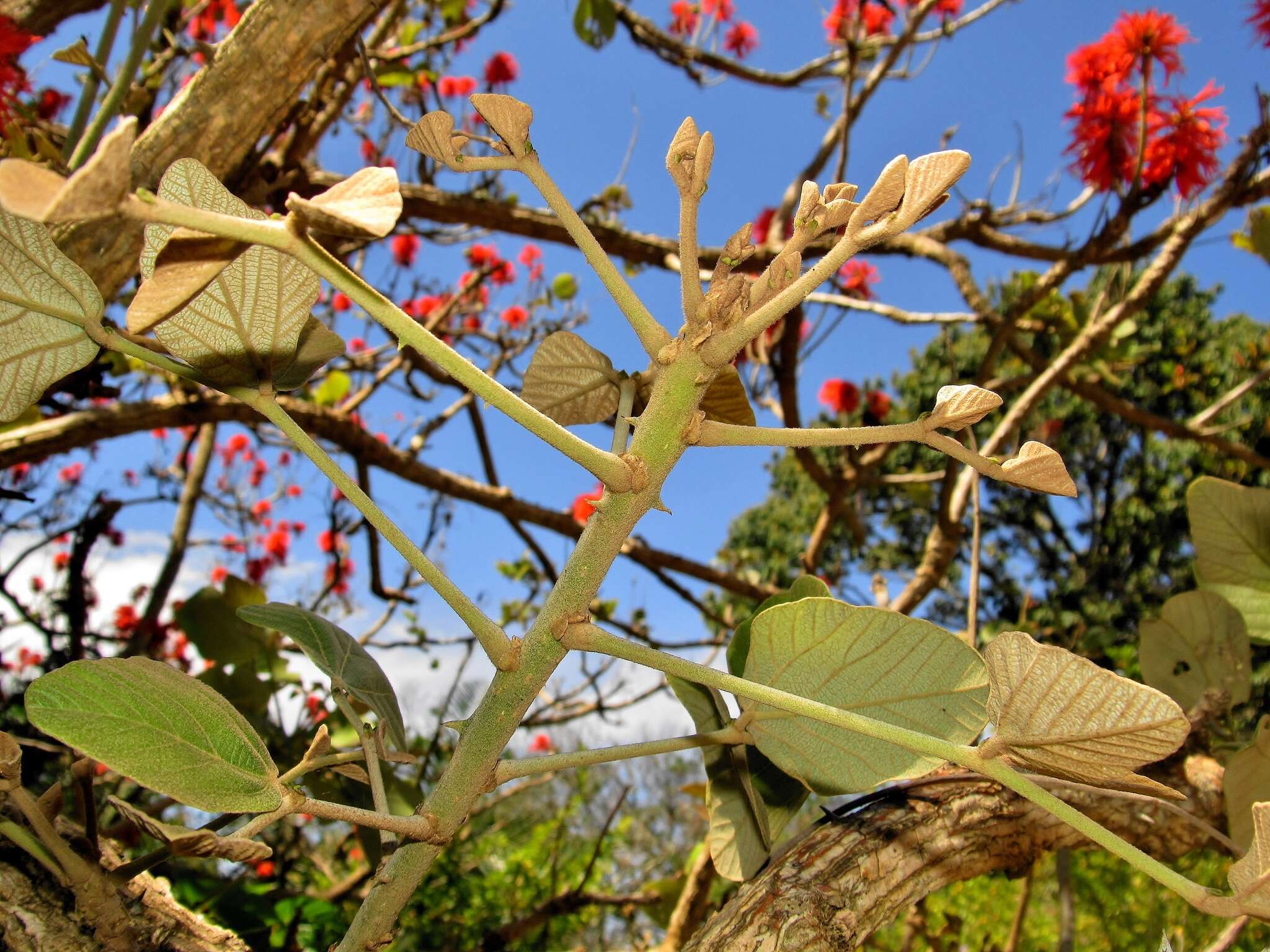 Слика од Erythrina latissima E. Mey.