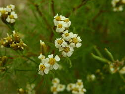 Sivun Tagetes argentina Cabrera kuva