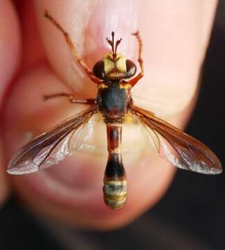 Image of Physocephala texana (Williston 1882)