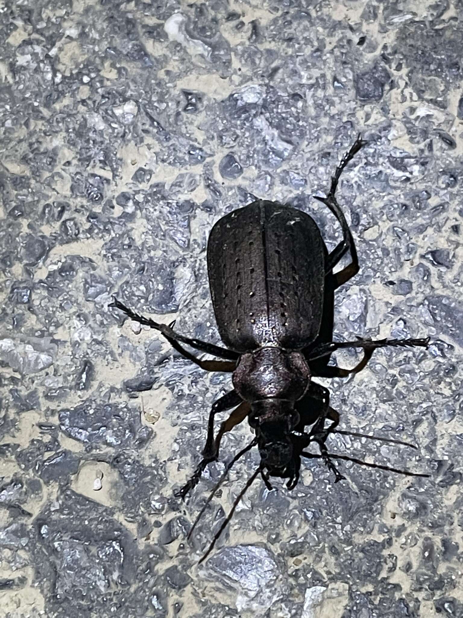 Слика од Calosoma (Campalita) chinense Kirby 1819