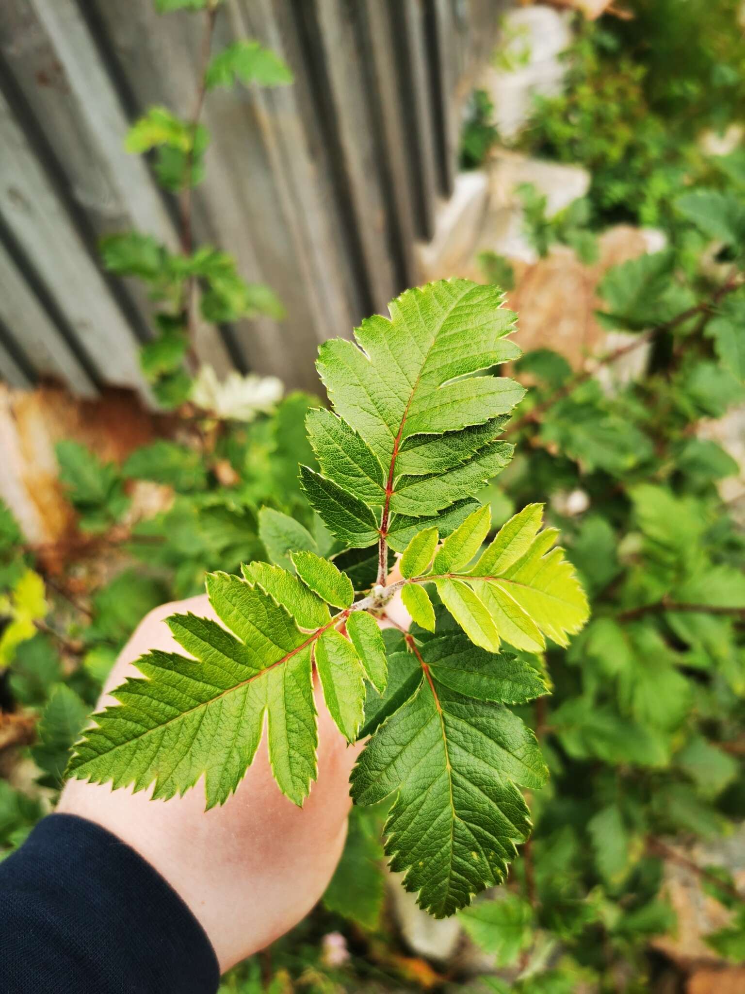 Imagem de Hedlundia hybrida (L.) Sennikov & Kurtto