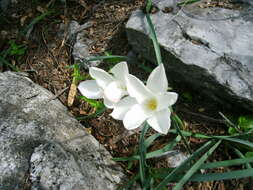 Image of prairie lily