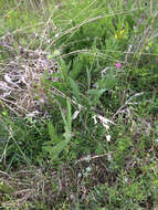 Image de Silphium albiflorum A. Gray