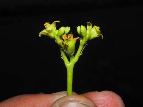 Image of Jatropha glandulifera Roxb.