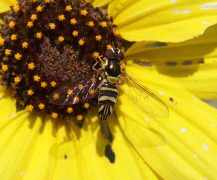 Image of Common Oblique Syrphid