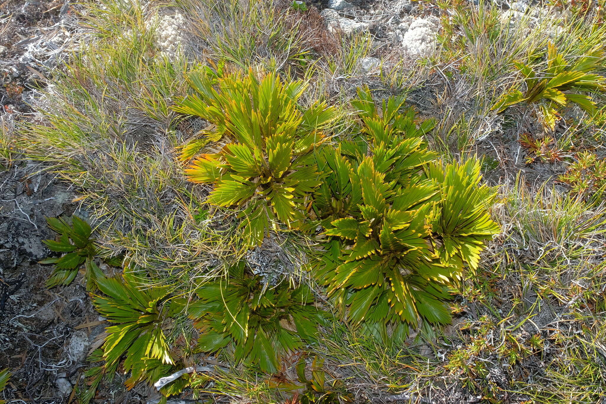 Image of Aciphylla similis Cheeseman