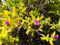 Imagem de Delosperma vernicolor L. Bol.