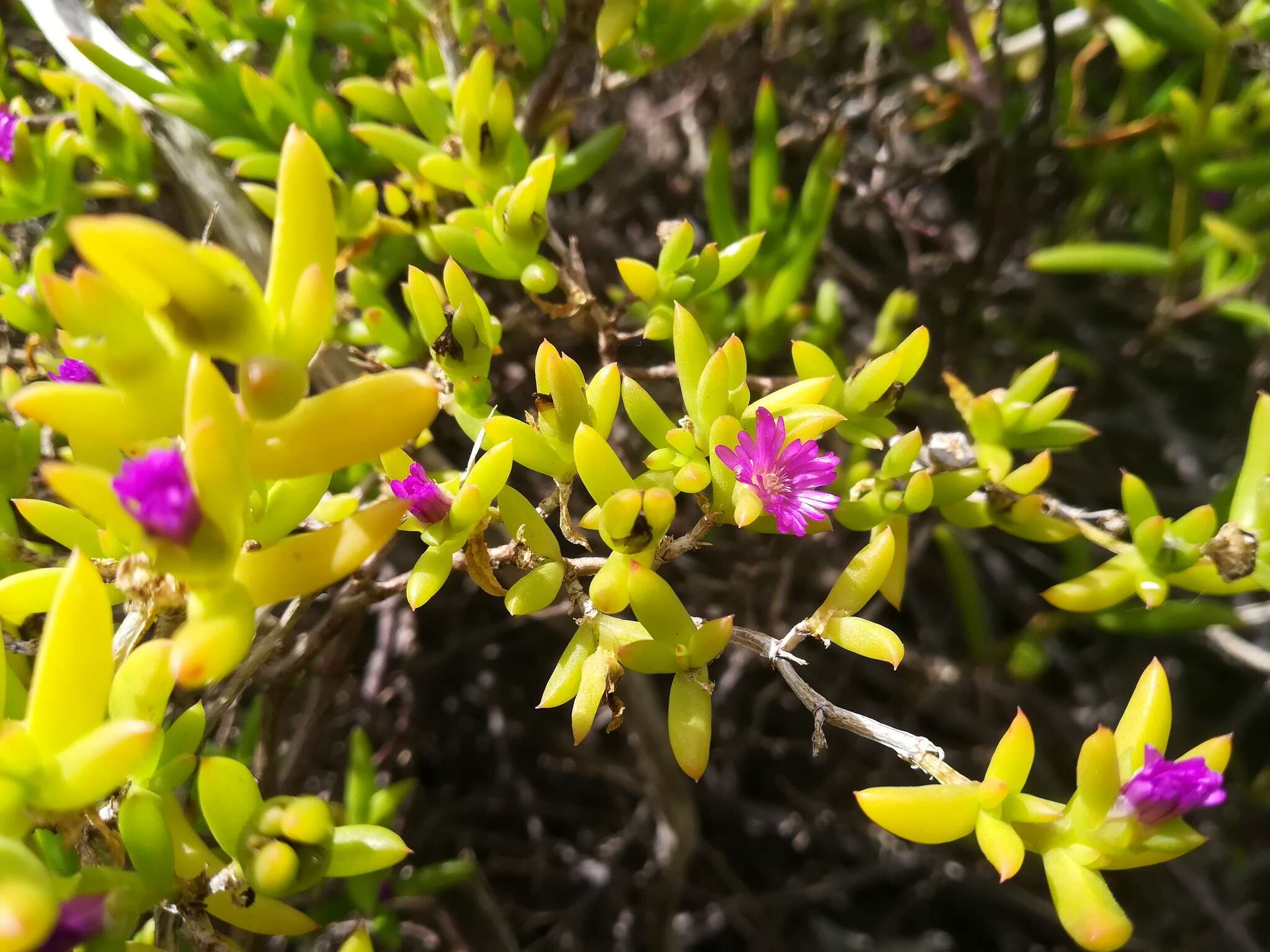 Imagem de Delosperma vernicolor L. Bol.