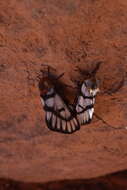 Image of Hemileuca griffini Tuskes 1978