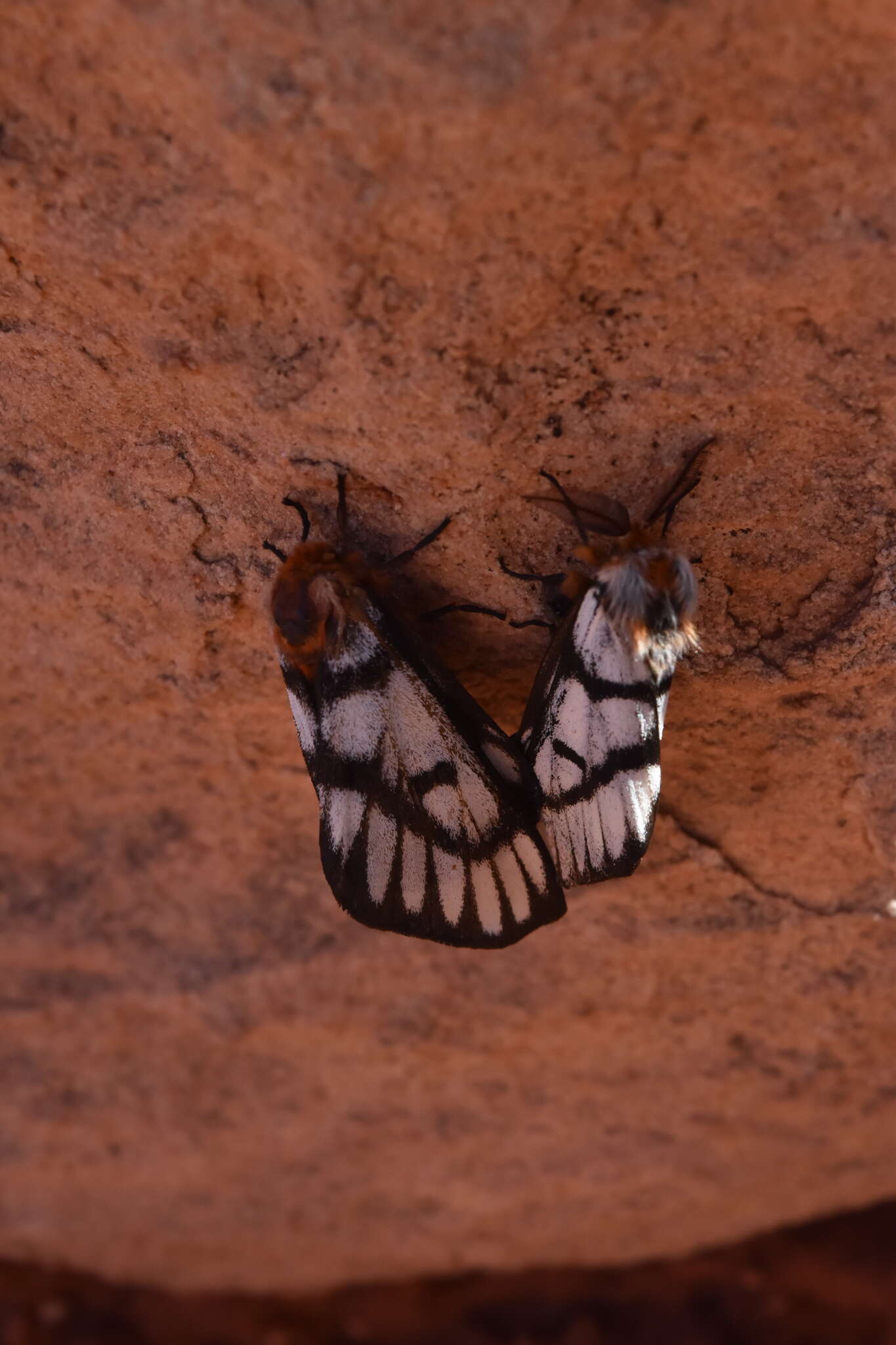 Слика од Hemileuca griffini Tuskes 1978