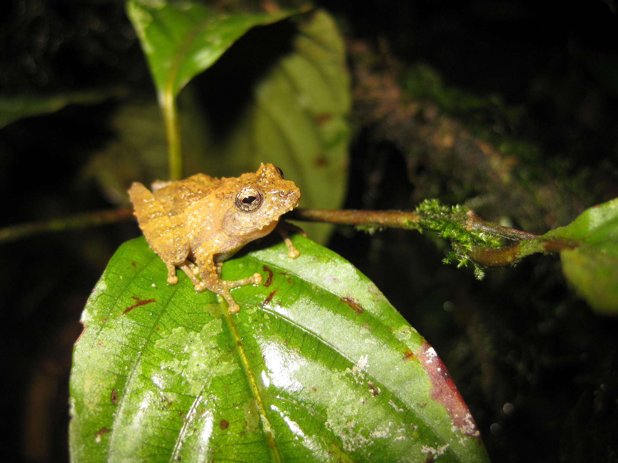 Image of Philautus larutensis (Boulenger 1900)