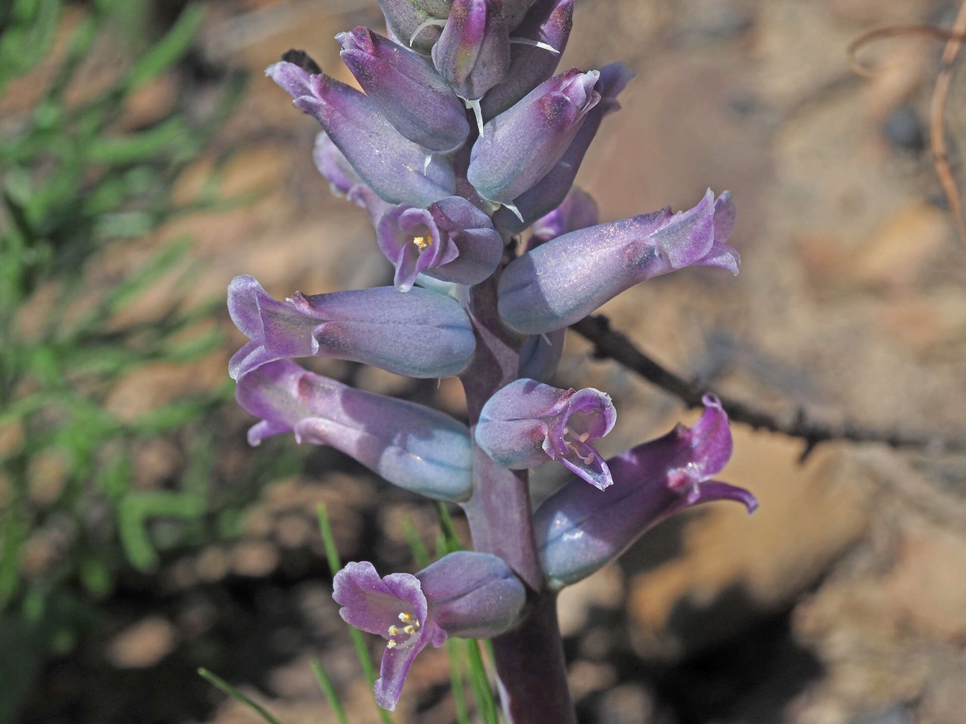 Image of Lachenalia orchioides subsp. parviflora (W. F. Barker) G. D. Duncan