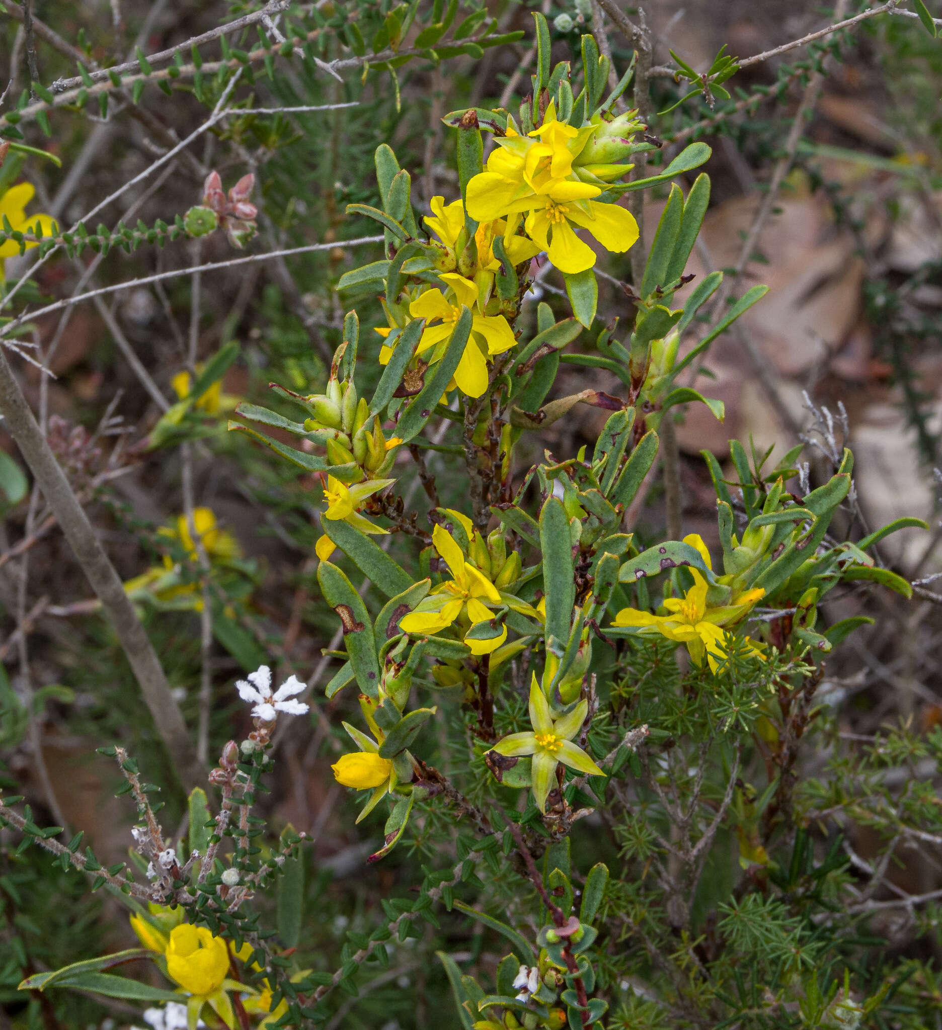 Image of Hibbertia subvaginata (Steudel) F. Müll.