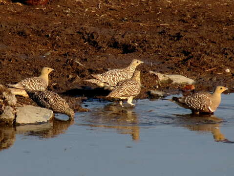 Image of Namaqua Sandgrouse