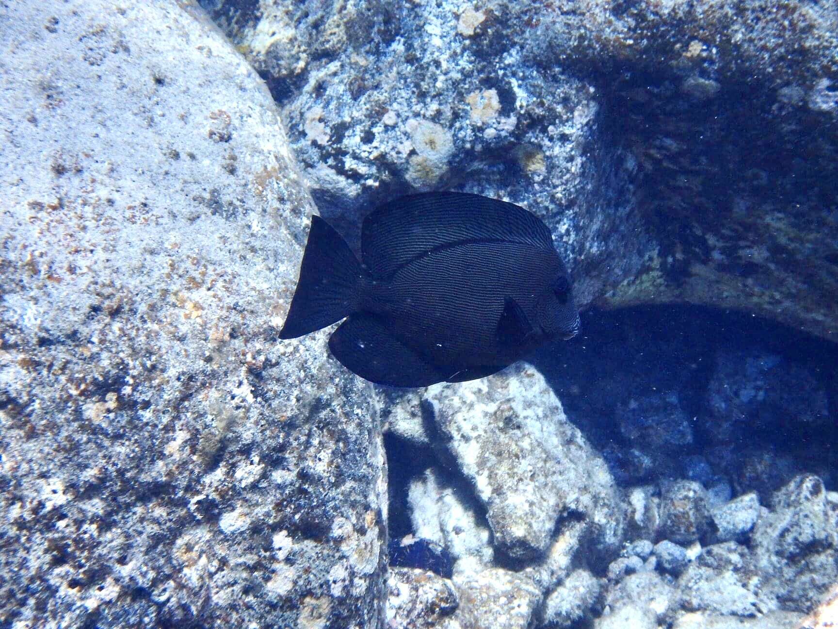 Image of Black Surgeonfish