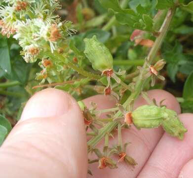 Image of garden mignonette