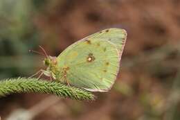 Image of Colias aurorina Herrich-Schäffer (1850)