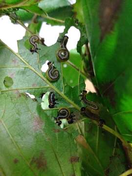 Image of Striped Alder Sawfly