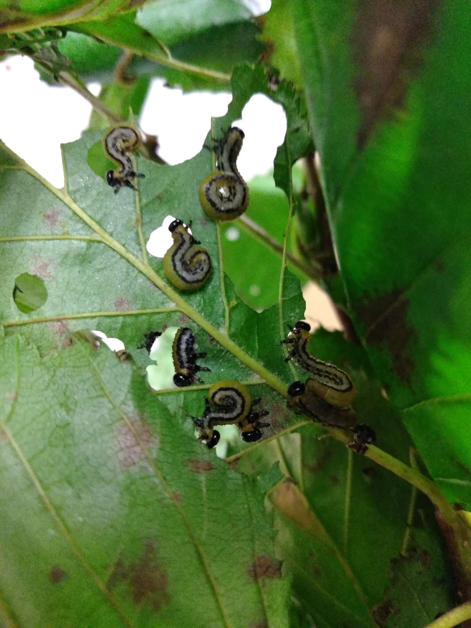 紅黃半皮絲葉蜂的圖片