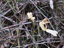 Image de Stylidium schoenoides DC.