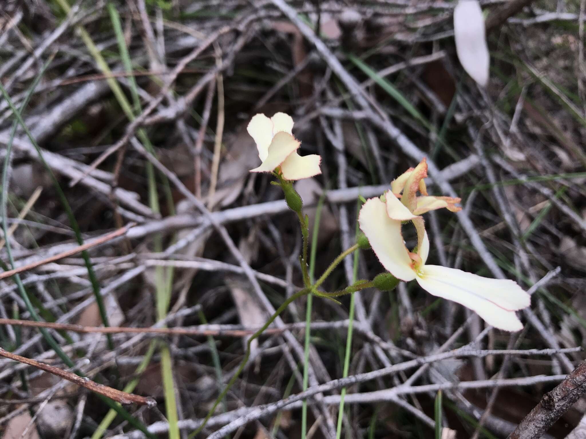 Image of Stylidium schoenoides DC.