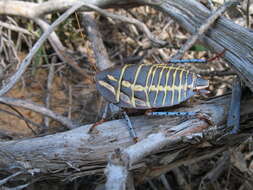 Image of Mardi Gras Cockroach