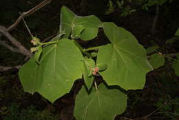 Image de Jatropha andrieuxii Müll. Arg.