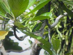 Image of Greater Green Leafbird