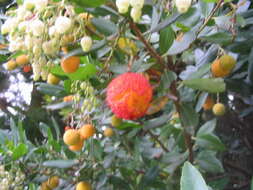 Image of strawberry tree