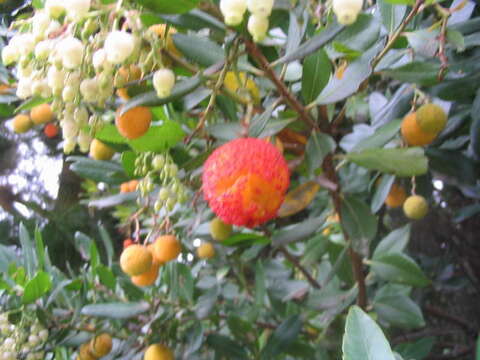 Image of strawberry tree