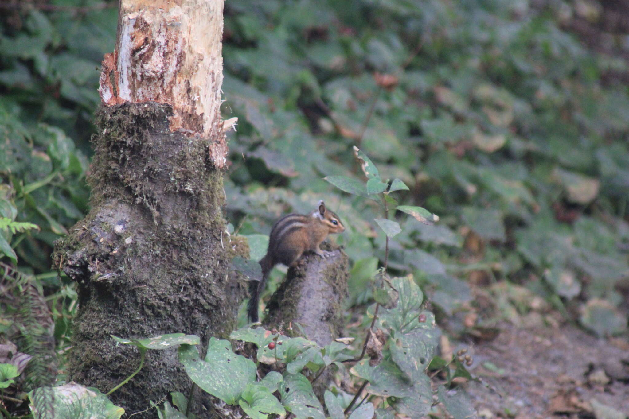 Image of Allen’s Chipmunk