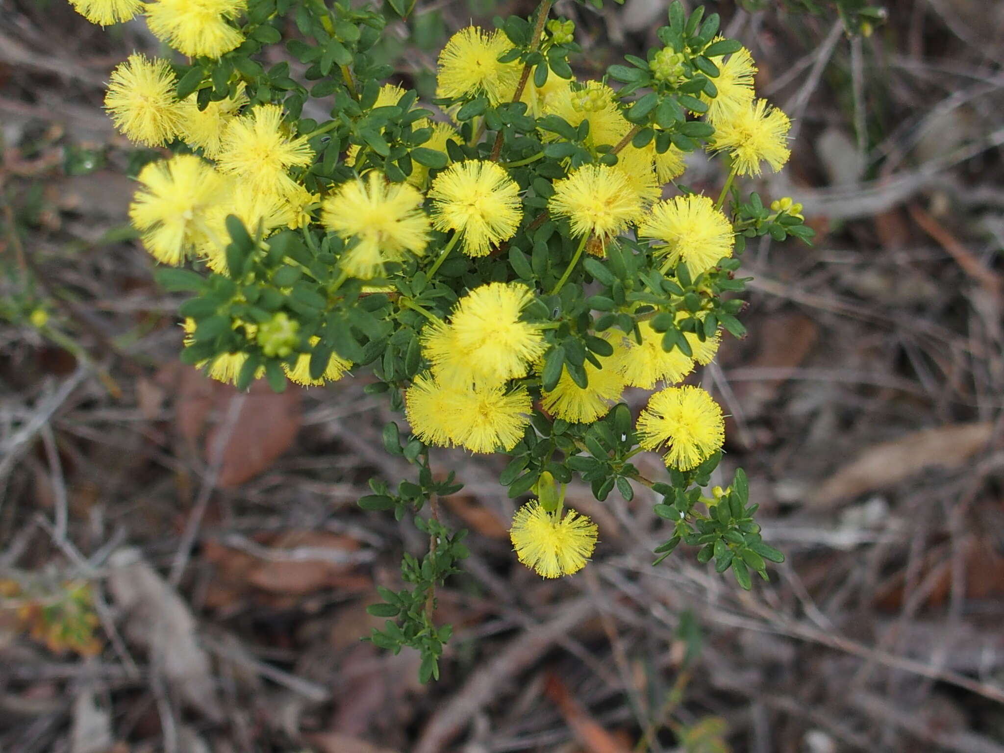 Image of Acacia lasiocarpa Benth.