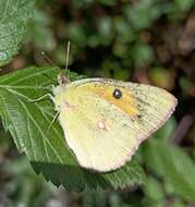 Image of Colias fieldii Ménétriès 1855