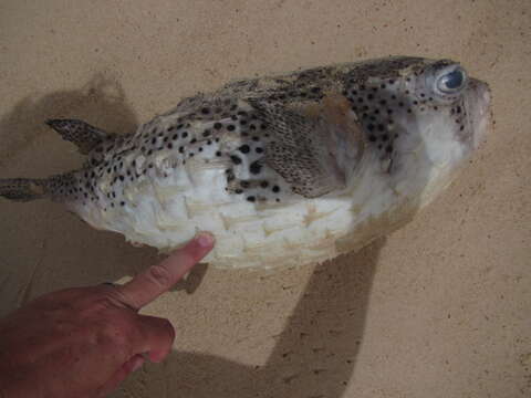 Image of Few-spined Porcupinefish