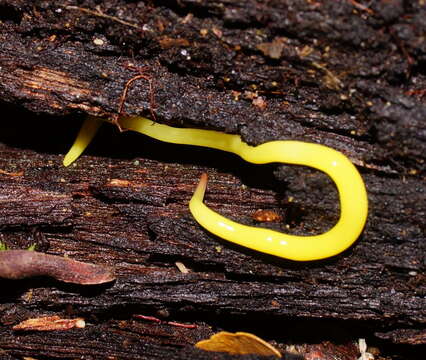 Image of Fletchamia sugdeni (Dendy 1891)