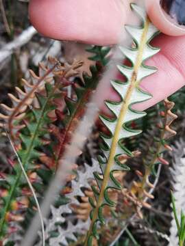 Imagem de Banksia obtusa (R. Br.) A. R. Mast & K. R. Thiele